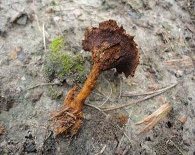 Duftender Dauerporling, Foto 4