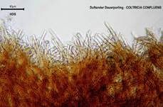 Duftender Dauerporling, Foto 22