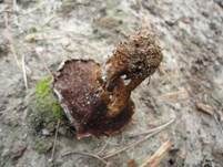 Duftender Dauerporling, Foto 8