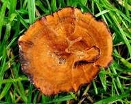 Duftender Dauerporling, Foto 11