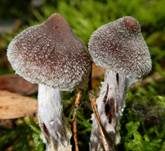 Duftender Gürtelfuß, Foto 12