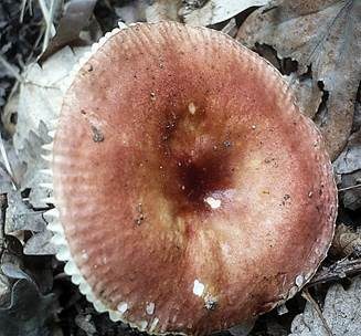 Duftender Zwergtäubling, Foto 4