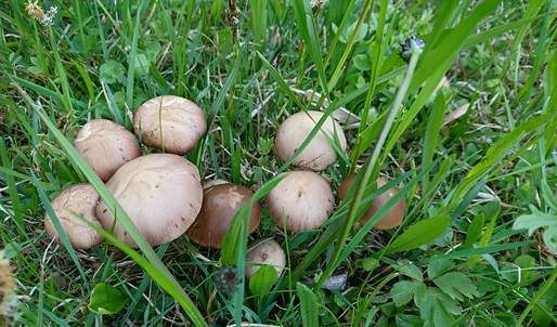 Düngerlings-Faserling, Foto 3