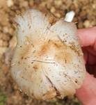 Düngerlings-Faserling, Foto 13