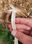 Düngerlings-Faserling, Foto 14
