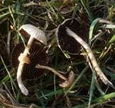 Düngerlings-Faserling, Foto 15