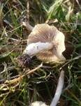 Düngerlings-Faserling, Foto 16