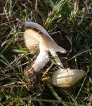 Düngerlings-Faserling, Foto 17