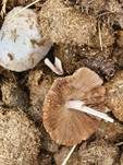 Düngerlings-Faserling, Foto 19