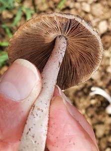 Düngerlings-Faserling, Foto 5