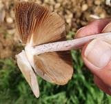 Düngerlings-Faserling, Foto 6
