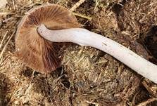 Düngerlings-Faserling, Foto 7