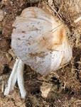 Düngerlings-Faserling, Foto 10