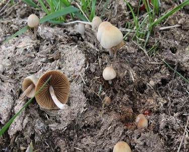 Dung-Samthäubchen, Foto 3