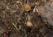 Dung-Samthäubchen, Foto 6