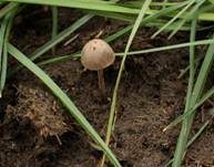 Dung-Samthäubchen, Foto 7