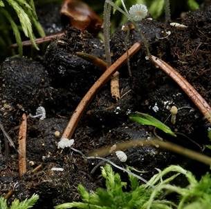 Dung-Zwergtintling, Foto 4