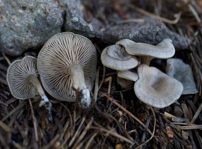 Dunkelblättriger Nabelrötling, Foto 2