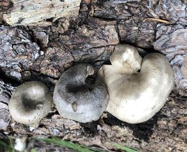 Dunkelblättriger Nabelrötling, Foto 3