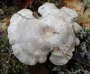 Dunkelblättriger Nabelrötling, Foto 13