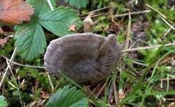 Dunkelblättriger Nabelrötling, Foto 15