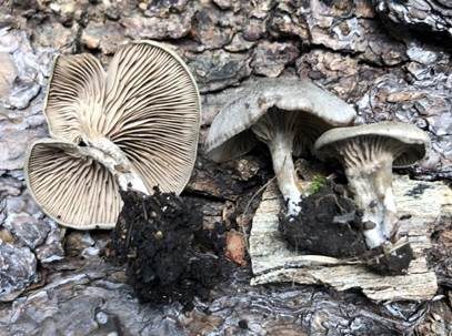 Dunkelblättriger Nabelrötling, Foto 4
