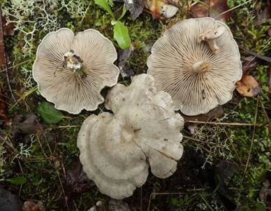 Dunkelblättriger Nabelrötling, Foto 5