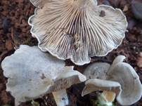 Dunkelblättriger Nabelrötling, Foto 6