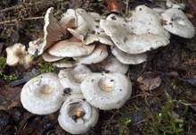 Dunkelblättriger Nabelrötling, Foto 9