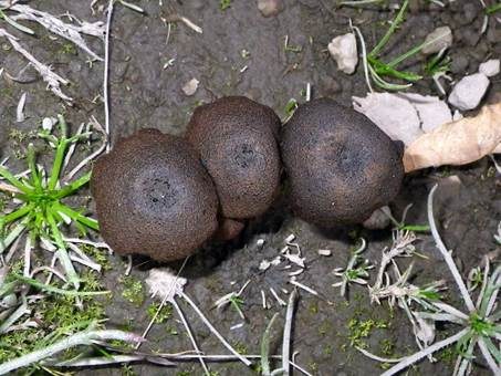 Dunkelbrauner Nabelrötling, Foto 3