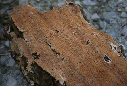 Dunkelbrauner Resupinat-Stacheling, Foto 2