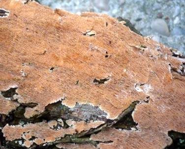 Dunkelbrauner Resupinat-Stacheling, Foto 4