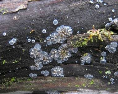 Dunkelgraues Filzbecherchen, Foto 2