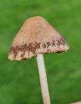 Dunkelrandiger Düngerling, Foto 15
