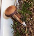 Dunkelrandiger Düngerling, Foto 8