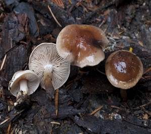 Dunkelscheibiger Fälbling, Foto 2