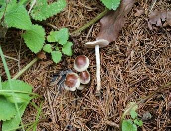 Dunkelscheibiger Fälbling, Foto 3