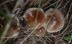 Dunkelscheibiger Fälbling, Foto 12