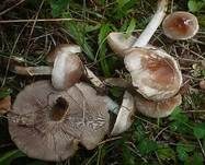 Dunkelscheibiger Fälbling, Foto 7