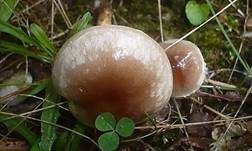 Dunkelscheibiger Fälbling, Foto 9