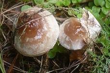 Dunkelscheibiger Fälbling, Foto 10