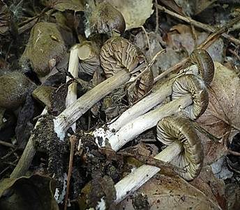 Aprilrötling, Foto 5