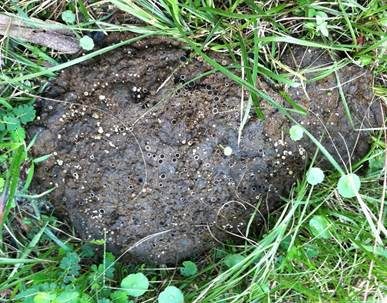 Dunkelscheibiger Kotbecherling, Foto 5