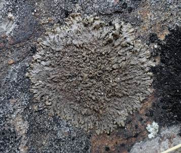 Dunkle Schüsselflechte, Foto 2