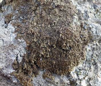 Dunkle Schüsselflechte, Foto 4