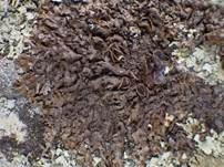 Dunkle Schüsselflechte, Foto 7