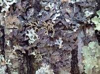Dunkle Sulcatflechte, Foto 6