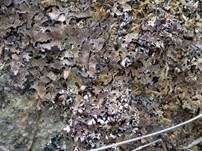 Dunkle Sulcatflechte, Foto 7