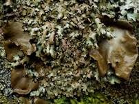 Dunkle Sulcatflechte, Foto 8