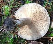Dunkler Duftmilchling, Foto 12
